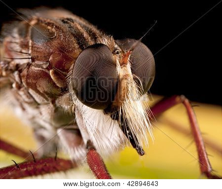 robberfly