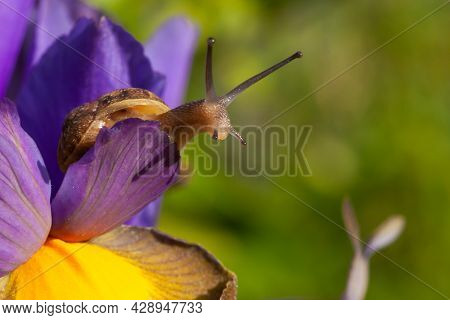 Beautiful Garden Snail Catching The Morning Sunlight Close Up On A Purple Iris Flower In Full Bloom.