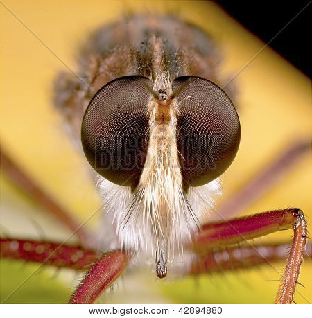 robberfly