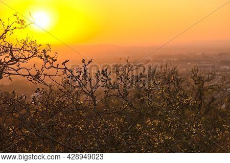 Beautiful Closeup Evening View Of Old Dry Tree Branches And Tree Tops In Golden Sun Light, Killiney 