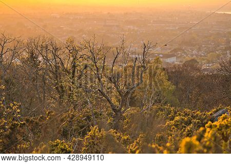Beautiful Closeup Evening View Of Old Dry Tree Branches And Tree Tops In Golden Sun Light, Killiney 