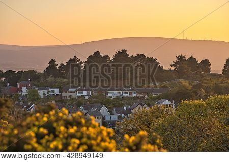 Beautiful Evening View Of Dublin Mountains, Houses And Roofs, Wild Yellow Gorse (ulex) Flowers And T