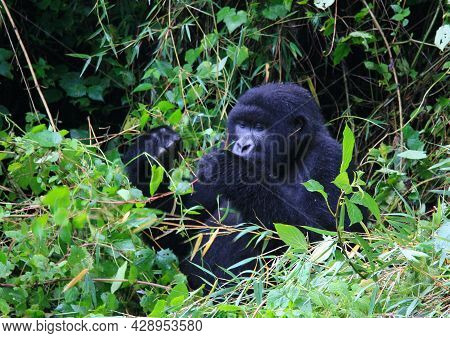 Closeup Portrait Of Endangered Adult Silverback Mountain Gorilla (gorilla Beringei Beringei) Eating 
