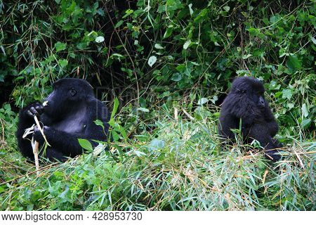 Closeup Portrait Of Two Endangered Adult Silverback Mountain Gorilla (gorilla Beringei Beringei) Pla