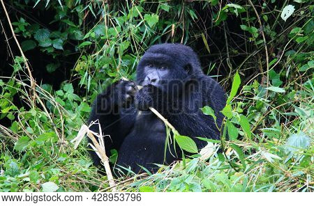 Closeup Portrait Of An Endangered Silverback Mountain Gorilla (gorilla Beringei Beringei) Playing Wi