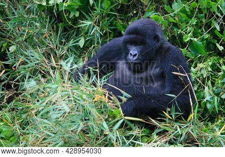 Closeup Portrait Of Endangered Adult Silverback Mountain Gorilla (gorilla Beringei Beringei) Playing
