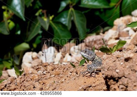 Lizard In Wild On Sand With Green Background