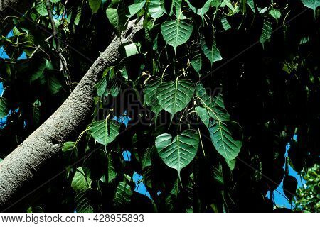 Tree Leaves Nature Background. Nature. Close Up Background Nature Of Green Leaves