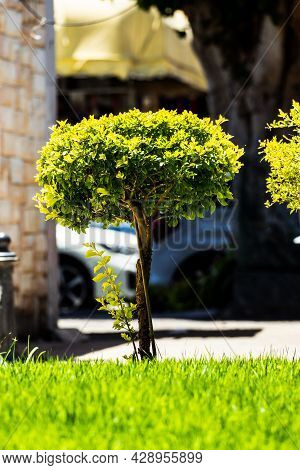 Small Tree In The City. Nature. Close Up Tree With Green Leaves.