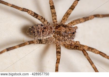 Adult Female Wandering Spider