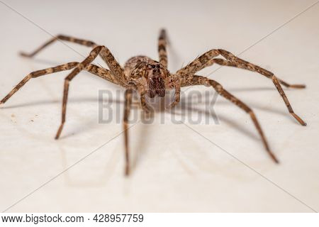 Adult Female Wandering Spider