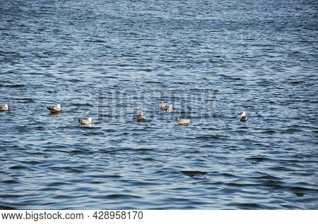 Several Seagulls Are Floating On The Waves. Panorama Of The Calm Sea.