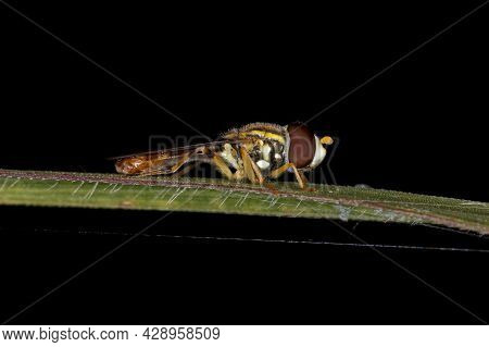 Adult Typical Hover Fly Of The Subfamily Syrphinae