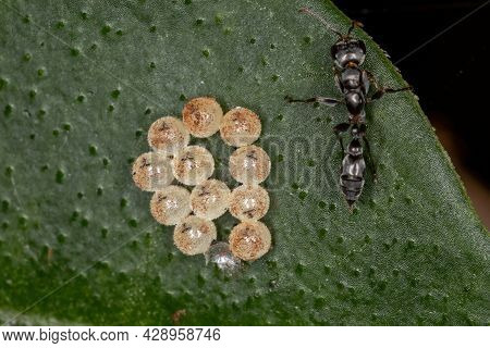 Adult Twig Ant Stirring In Bug Eggs