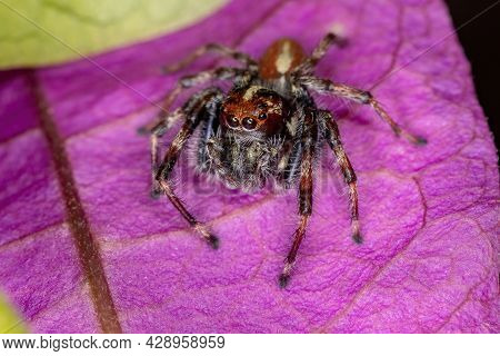 Adult Male Jumping Spider