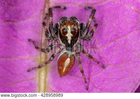 Adult Male Jumping Spider