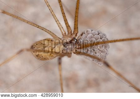 Adult Female Cellar Spider