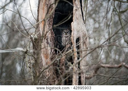 Spærret Owl i et dødt træ