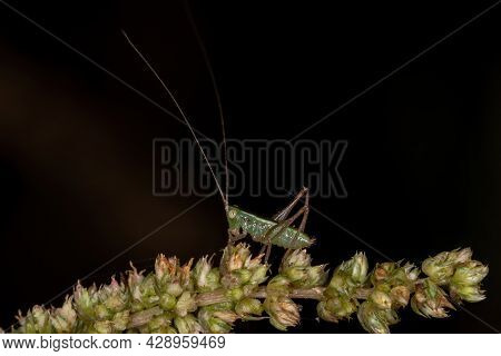 Small Common Meadow Katydid Nymph Of The Tribe Conocephalini
