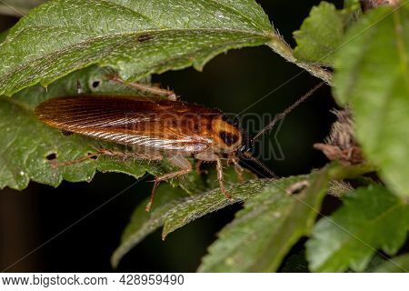 Adult Wood Cockroach Of The Family Ectobiidae