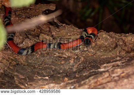 False Coral Snake