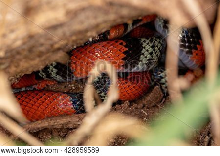 False Coral Snake