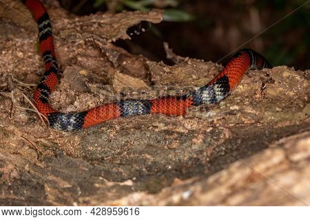 False Coral Snake Of The Species Oxyrhopus Guibei