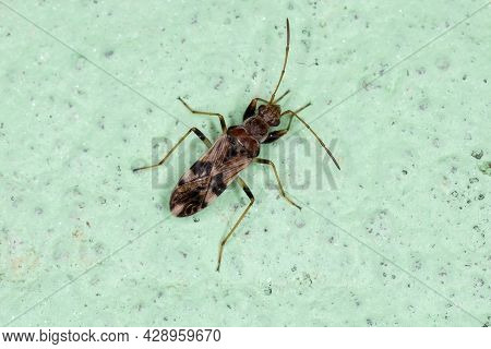 Adult Dirt-colored Seed Bug Of The Tribe Myodochini