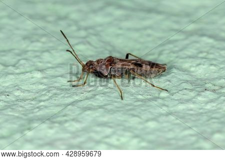 Adult Dirt-colored Seed Bug Of The Tribe Myodochini