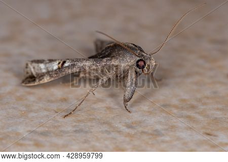 Adult Litter Moth