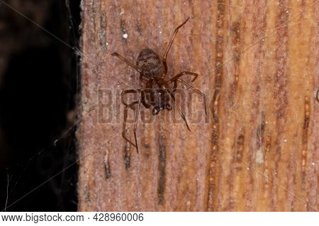 Brown Spitting Spider