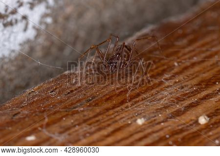 Brown Spitting Spider