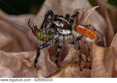 Adult Male Jumping Spider Of The Genus Frigga Preying On A Cucurbit Beetle Of The Species Diabrotica