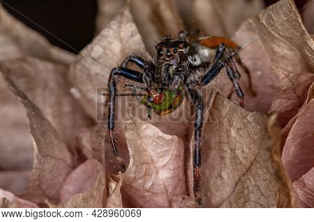 Adult Male Jumping Spider Preying On A Cucurbit Beetle
