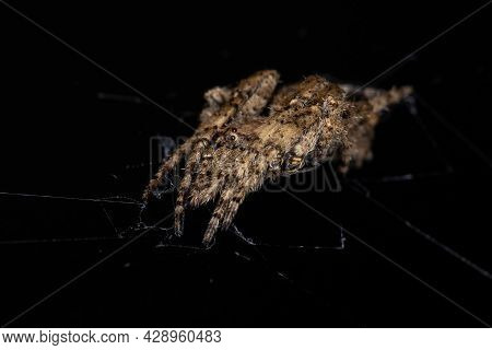 Adult Orbweaver Spider