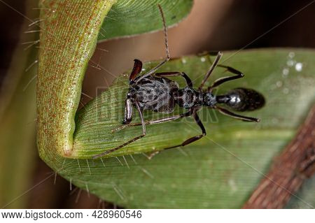Adult Trap-jaw Ant Of The Genus Odontomachus