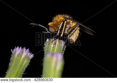 Adult Bee Fly