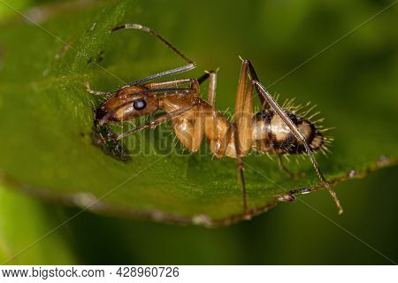 Adult Female Carpenter Ant Of The Genus Camponotus