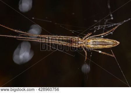 Adult Long-jawed Orbweaver Of The Genus Tetragnatha