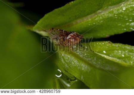 Adult Flat-headed Leafhopper Of The Tribe Xerophloeini