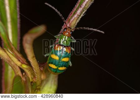 Adult Leaf Beetle Of The Species Diabrotica Speciosa