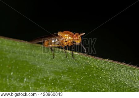 Adult Lauxaniid Fly Of The Family Lauxaniidae