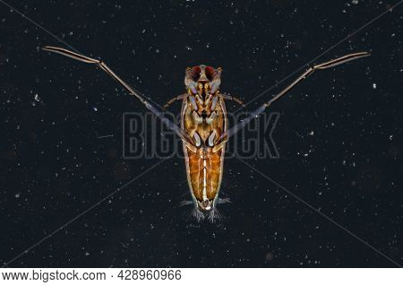 Typical Backswimmer Insect Of The Family Notonectidae