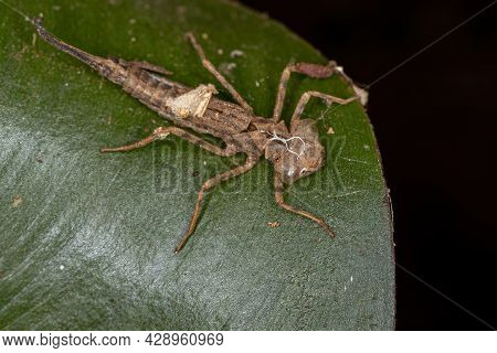 Damselfly Insect Molt Of The Suborder Zygoptera