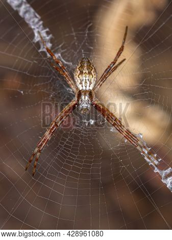 Female Silver Garden Orbweaver Of The Species Argiope Argentata