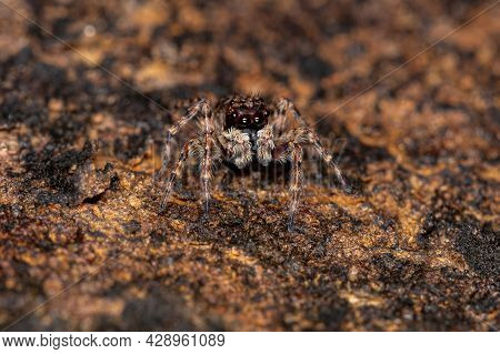 Small Jumping Spider Of The Species Marma Nigritarsis