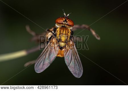 Adult Bristle Fly Of The Family Tachinidae