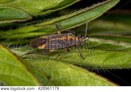Adult Plant Bug Of The Genus Prepops