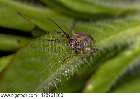 Adult Plant Bug Of The Genus Prepops