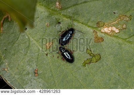 Adult Flea Beetles Of The Tribe Alticini